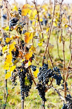 red grapes in vineyard, Czech Republic