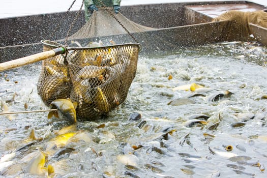 harvesting pond