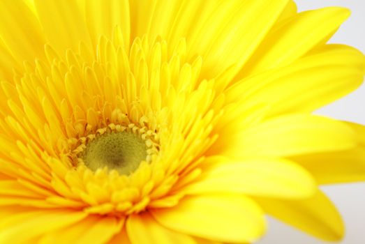 A vibrant close-up of a yellow gerber flower.