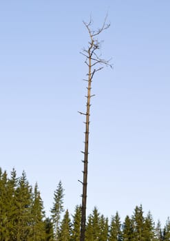 One single dead tree against a treeline and a blue sky