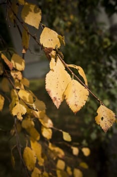 Autumn yellow leaves with short focal depth