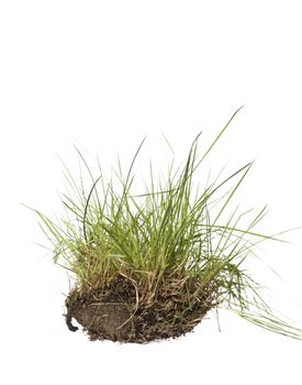 Gras isolated on a white background