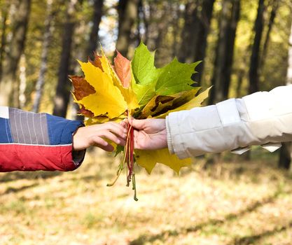 Closeup on a hand holding a bunch of bright fall maple leaves 