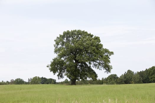Oak on green hill