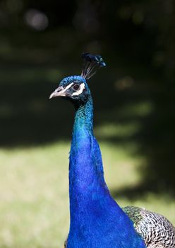Peacock with short focal depth