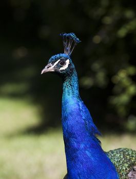 Peacock with short focal depth