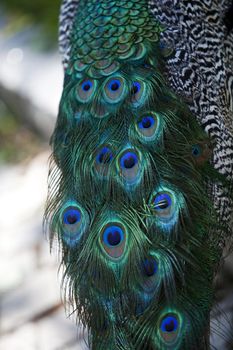 Peacock Feathers with short focal depth
