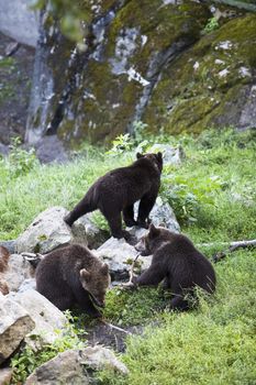 Three bears at a zoo
