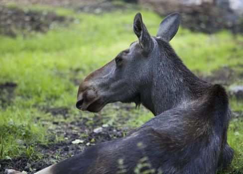 Close up of an elk