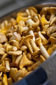 Close up of chantarelles