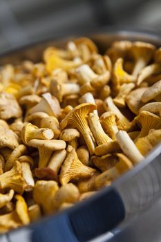 Close up of chantarelles