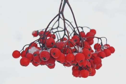 There has come winter. Snow has dropped out. On mountain ash berries snow lies. It is beautiful.