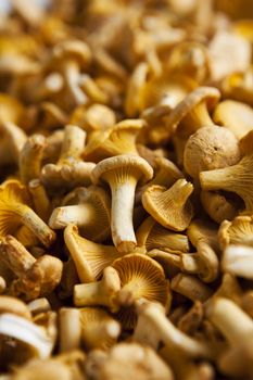 Close up of chantarelles