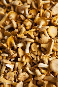 Close up of Chantarelles