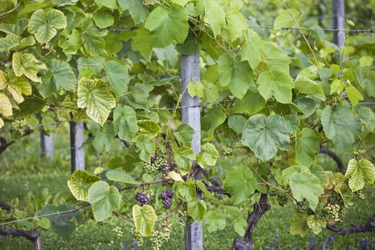 Grapes on the vine