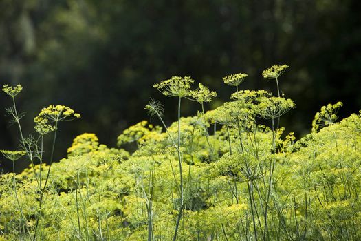 Dill in the garden