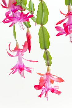 Christmas cactus