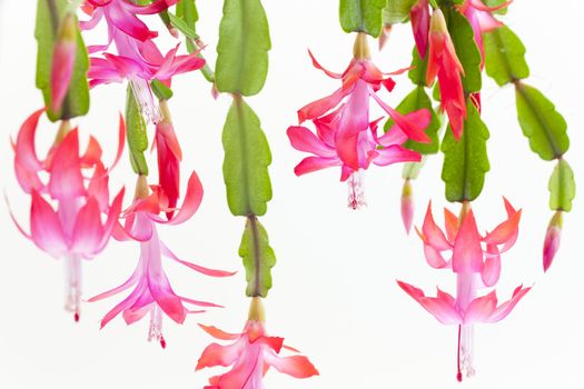 detail of Christmas cactus