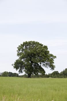 Oak on green hill