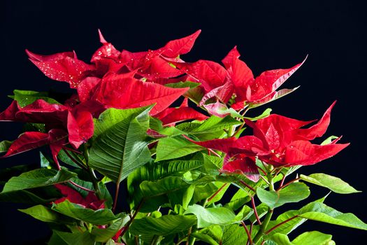 Poinsettia