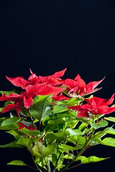 Poinsettia