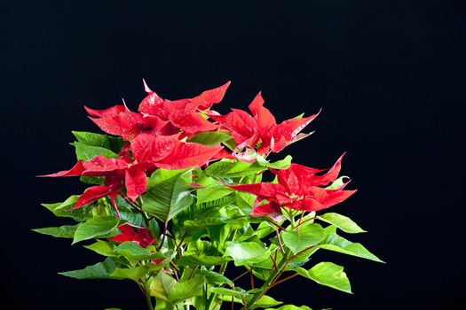Poinsettia