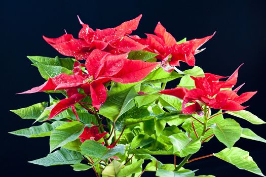 Poinsettia
