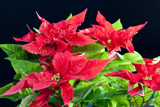 Poinsettia