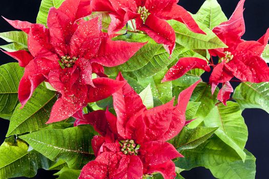 Poinsettia