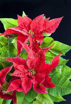 Poinsettia