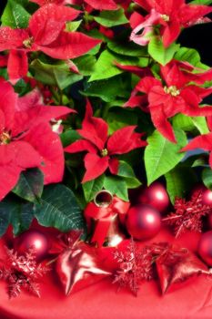 Christmas still life with Poinsettia