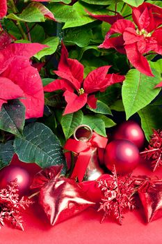 Christmas still life with Poinsettia
