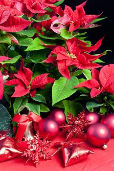 Christmas still life with Poinsettia