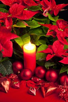 Christmas still life with Poinsettia