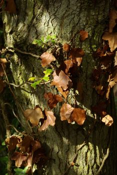Ivy winding around tree trunk in Autumn