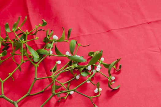 Christmas mistletoe