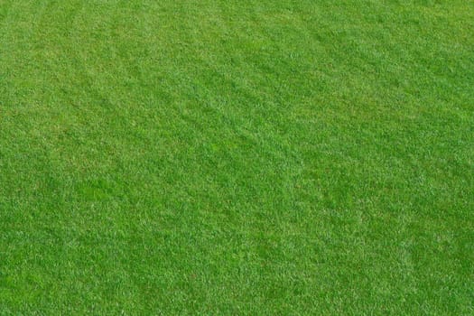 Close up image of fresh spring green grass