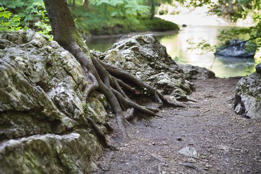 tree root on the rock - Slovak Paradise National Park