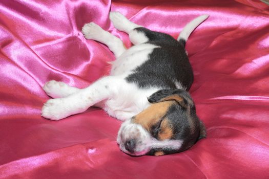 Cute tri-colored beagle puppy sleeping on the pink sateen
