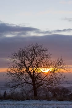 tree at sunset