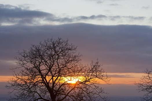 tree at sunset