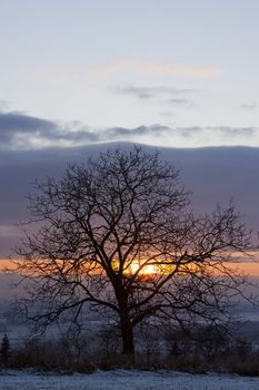 tree at sunset