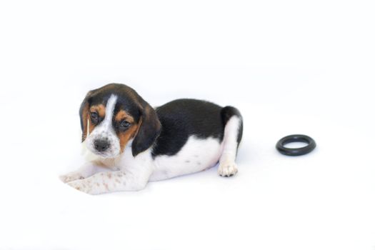Cute tri-colored beagle puppy laying isolated on white background
