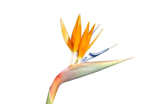 close up photo of a bird of paradise flower (isolated)