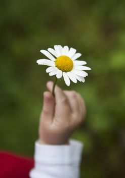 Little girls hand holding a daisy