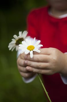 Little girl holding a couple of daisys