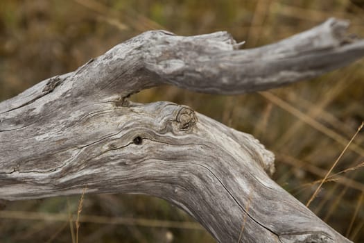 Close up of a branch