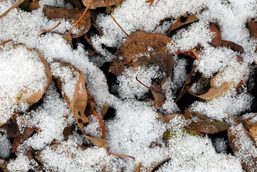 Brown Fallen Leaves Covered with Snow on the Ground Texture