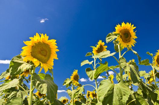 Sunflowers against the blue sky. Summer landscape. Clear sky