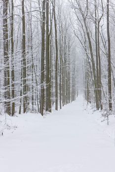 snowy road, Czech Republic